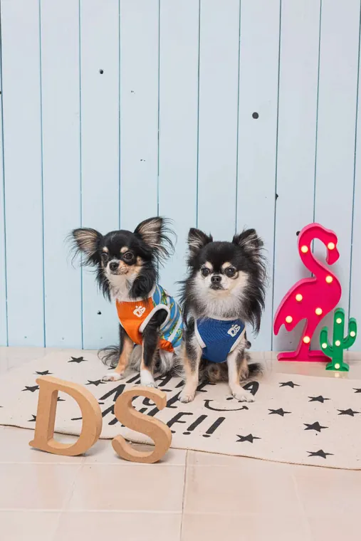 Striped Pet Vest · DS141029