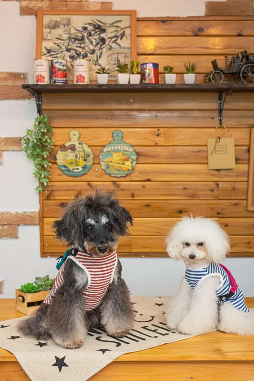 Pet Bag · DS141037