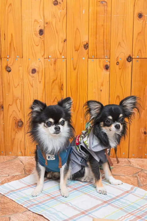 Pet Vest · DS142022