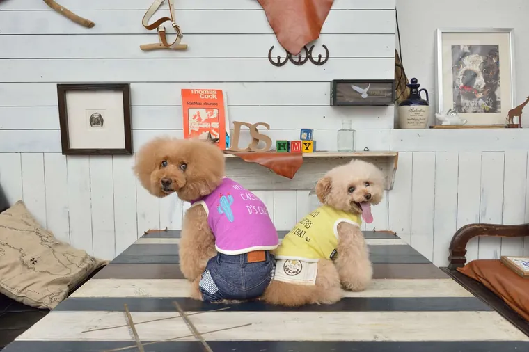 Pet Apparel · DS151080