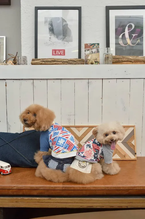 Pet T-Shirt · DS151098
