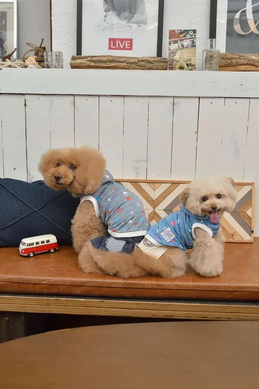 Pet Apparel · DS152088