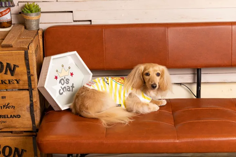 Fruit Pet Vest · DS161122