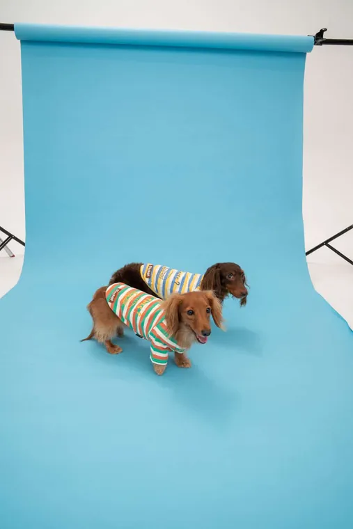 Pet T-Shirt · DS231168