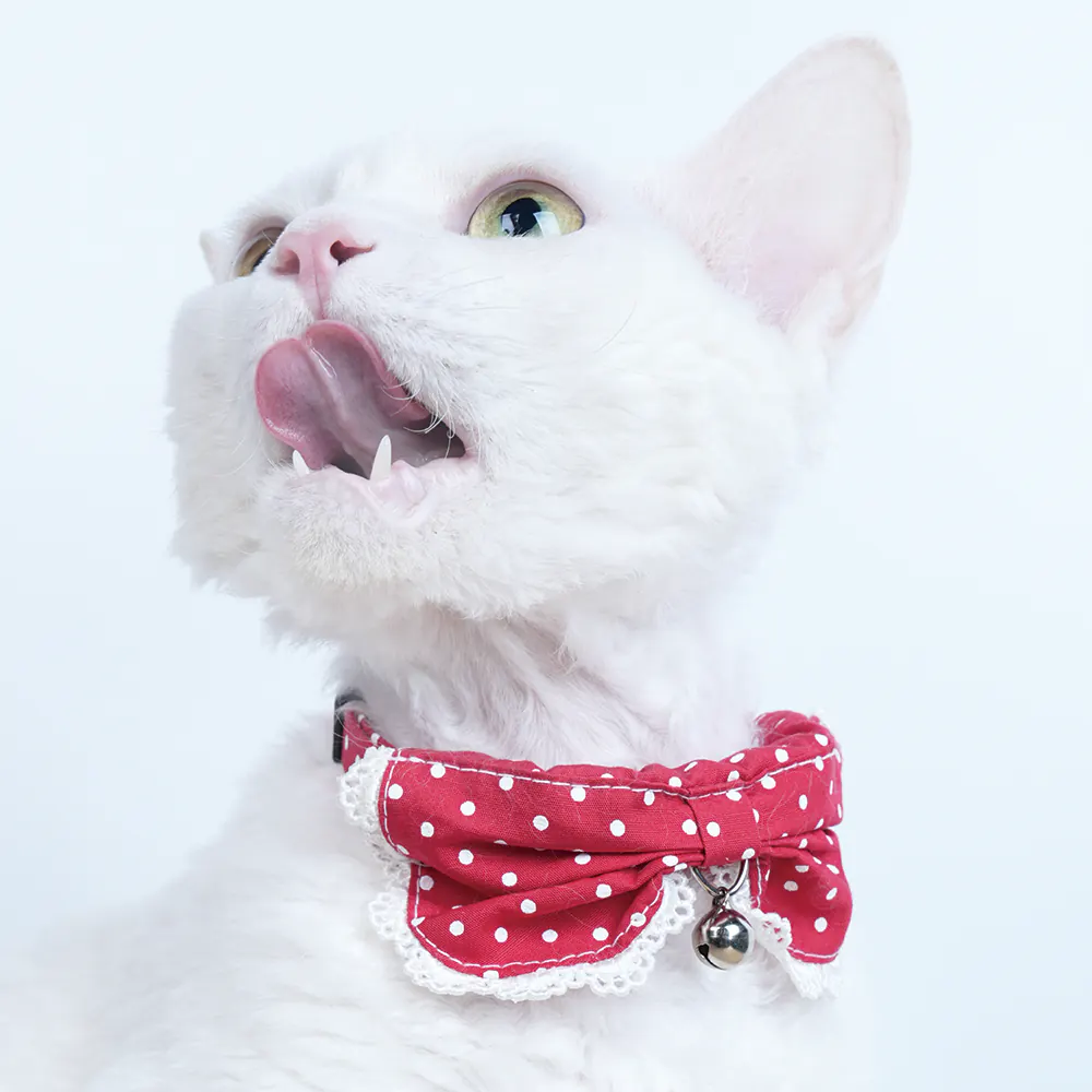 Pet Collar · 810032 product view 5
