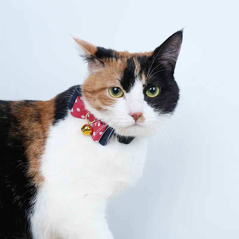 Star Pet Collar · 810078 product view 2
