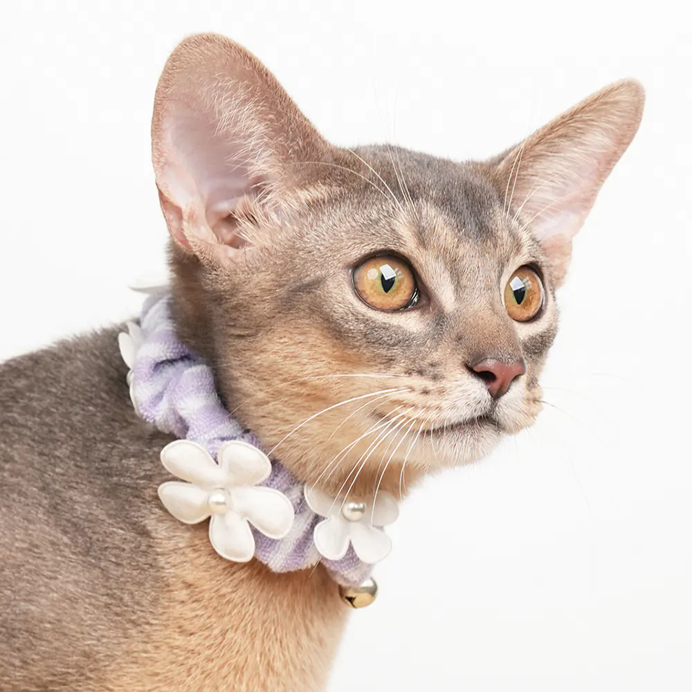 Pet Collar · 810088 product view 4