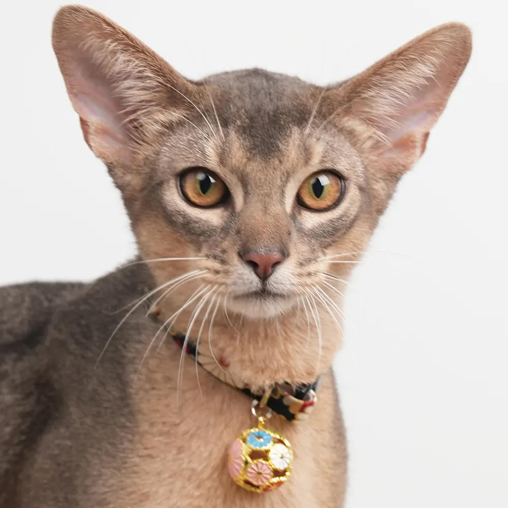 Pet Collar · 810117 product view 3