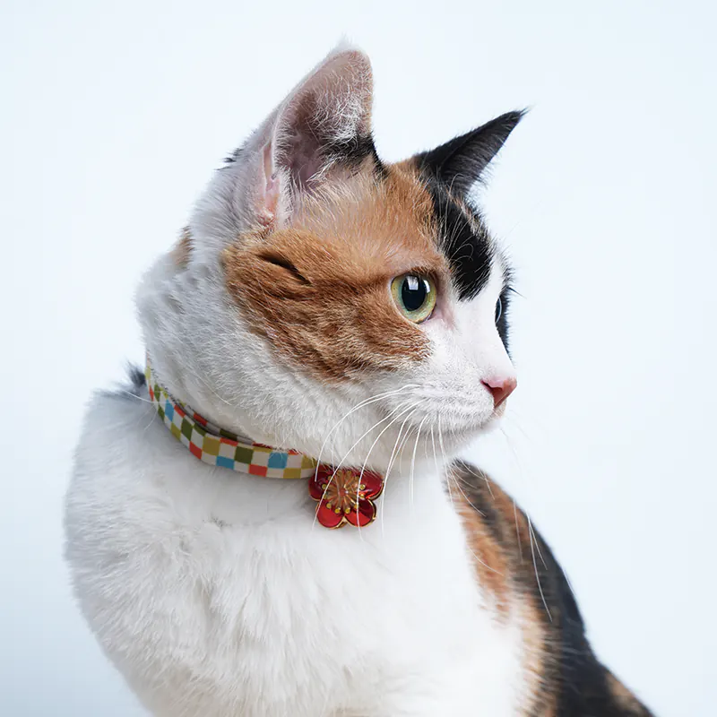 Pet Collar · 810132 product view