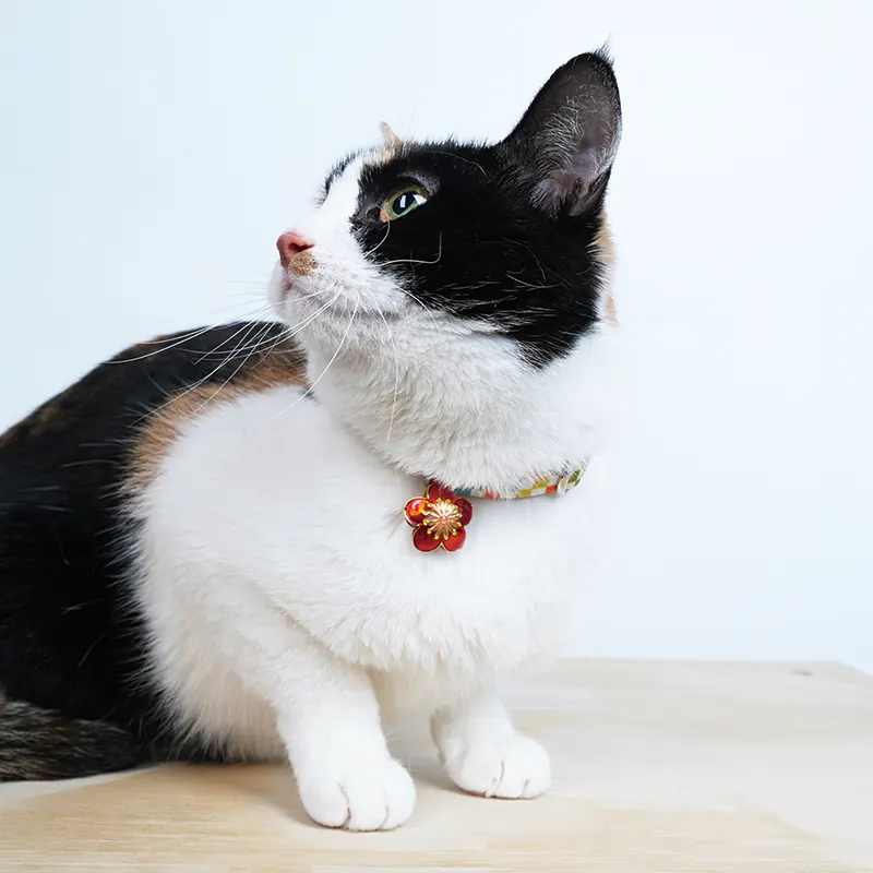 Pet Collar · 810132 product view 4