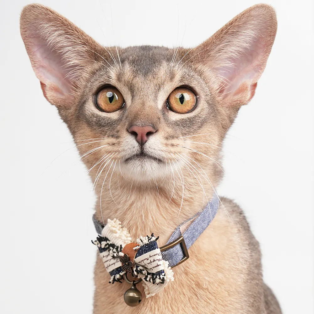 Vintage Pet Collar · ZC10006 product view 3