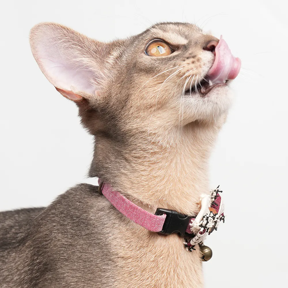 Vintage Pet Collar · ZC10006 product view 4