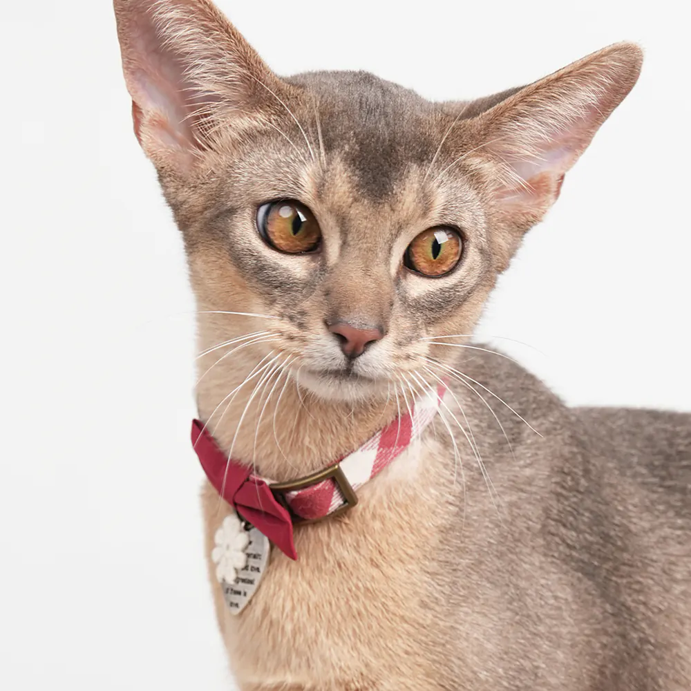 Plaid Pet Collar · ZC10007 product view 4