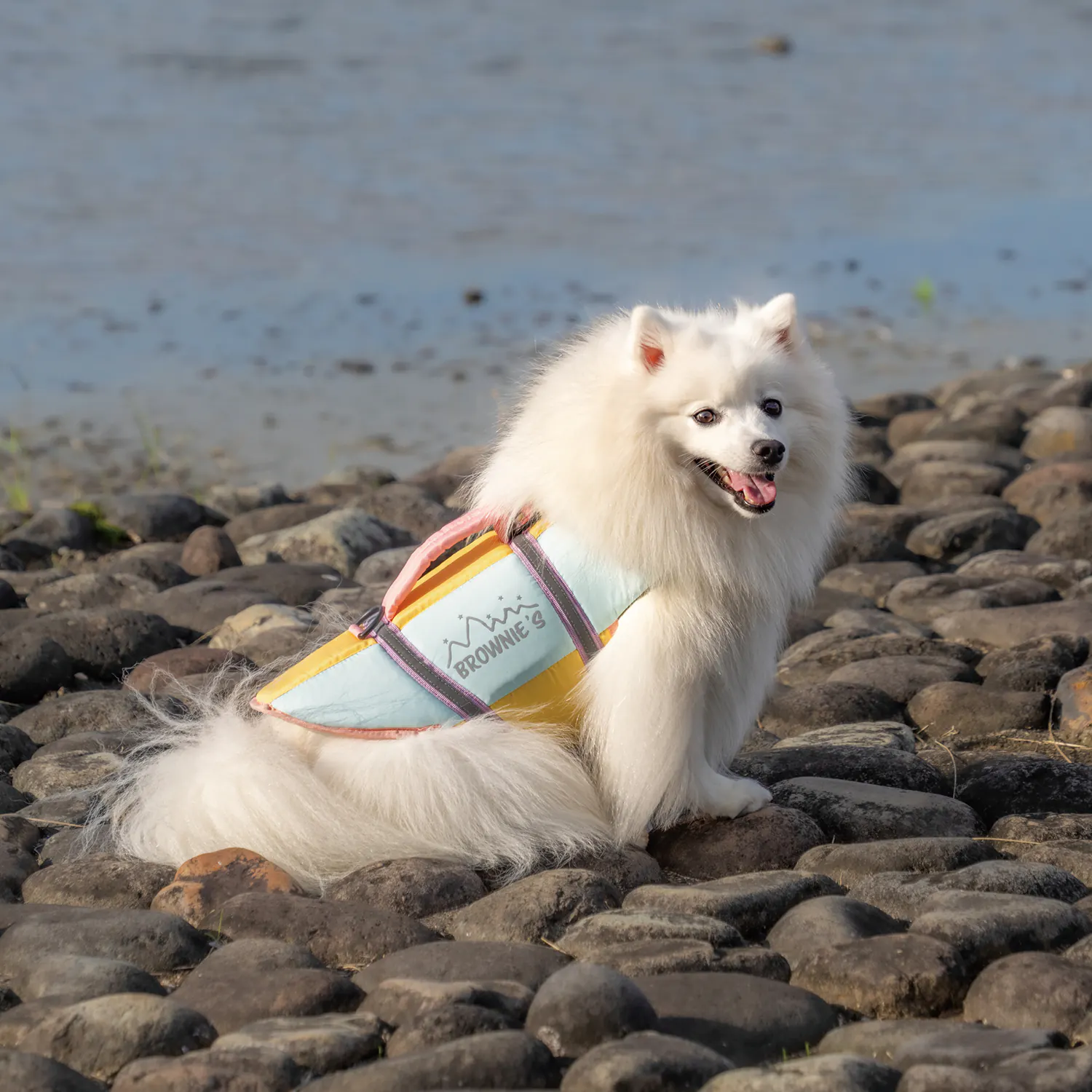 Pet Apparel · BR261839 product view