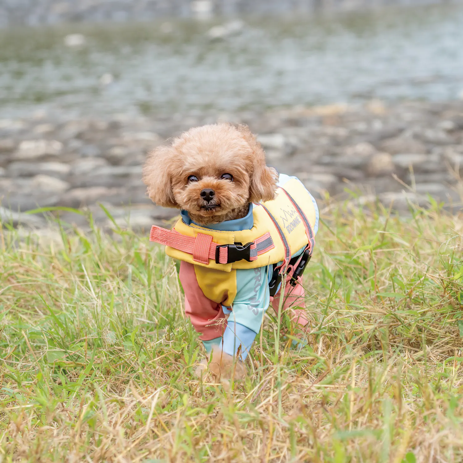 Pet Apparel · BR261839 product view 2