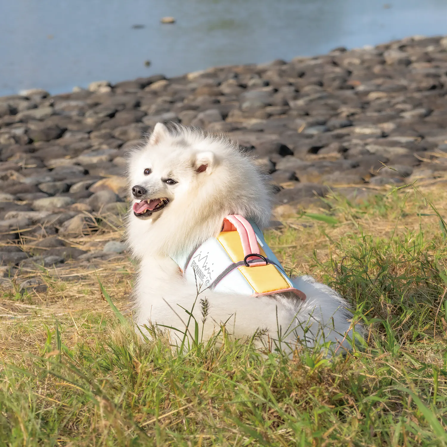 Pet Apparel · BR261839 product view 4
