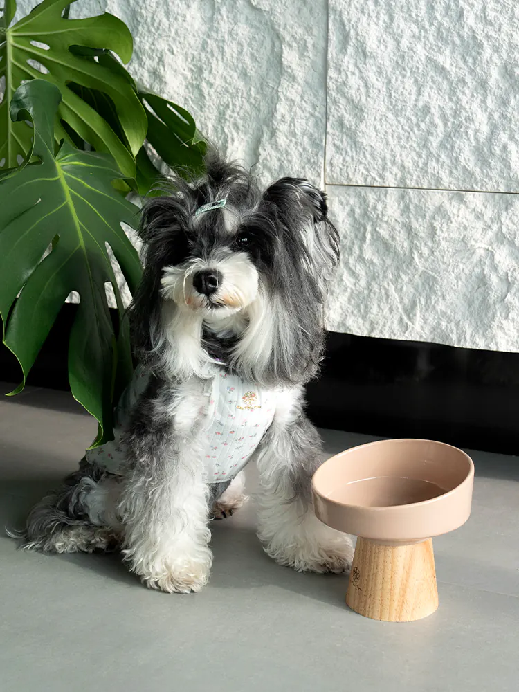 Pet Bowl · UT250052 product view 5