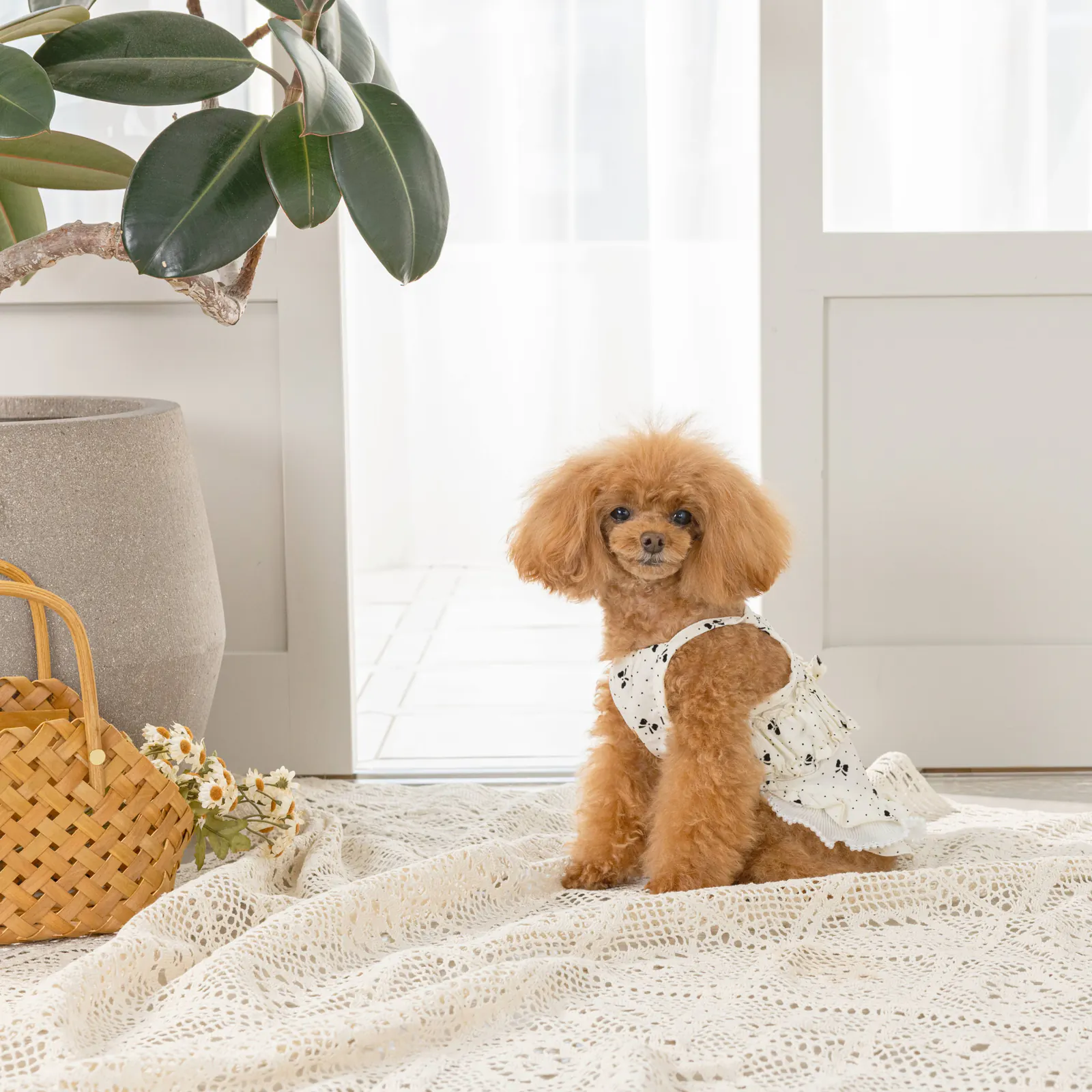 Bow Butterfly Pet Dress · UT251002 product view 4