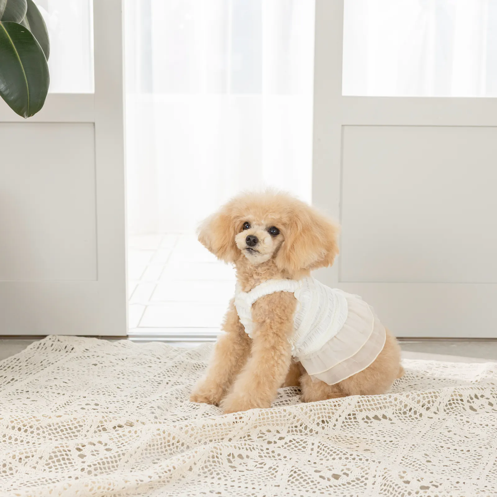 Pet Dress · UT251014 product view 3