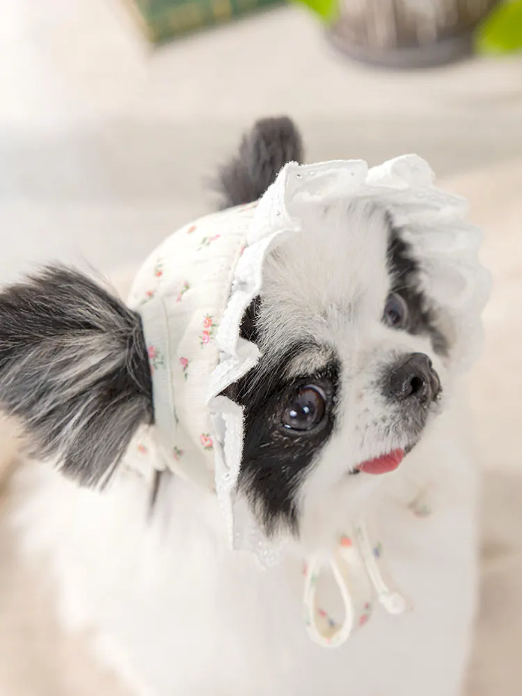 Pet Hat · UT252027 product view 5