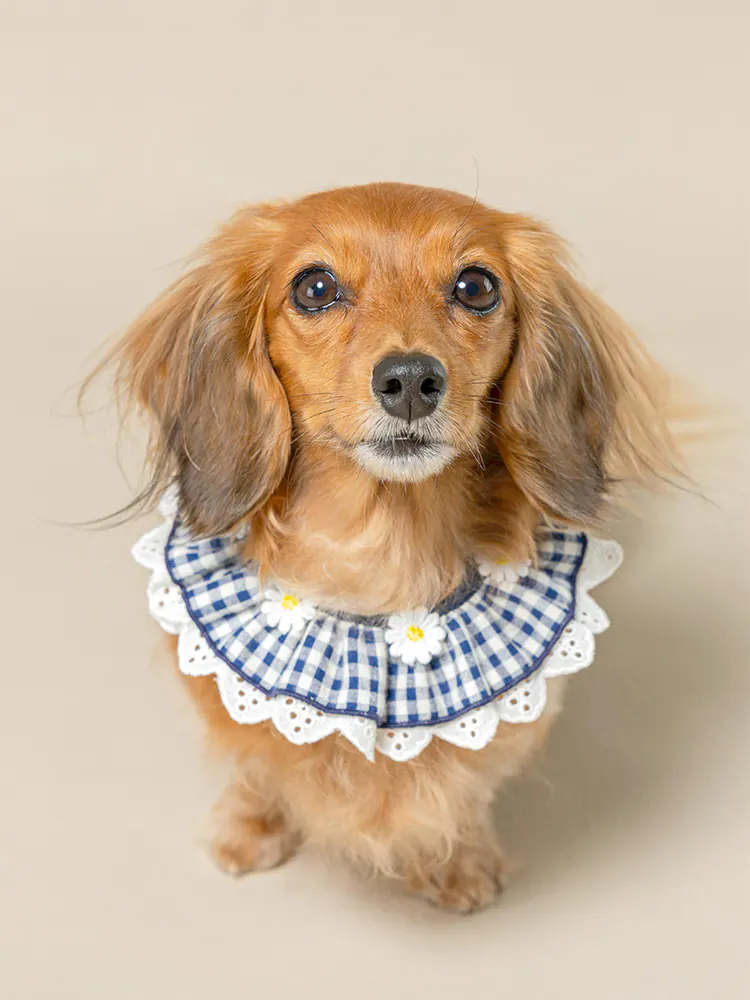 Pet Accessory · UT252028 product view 5