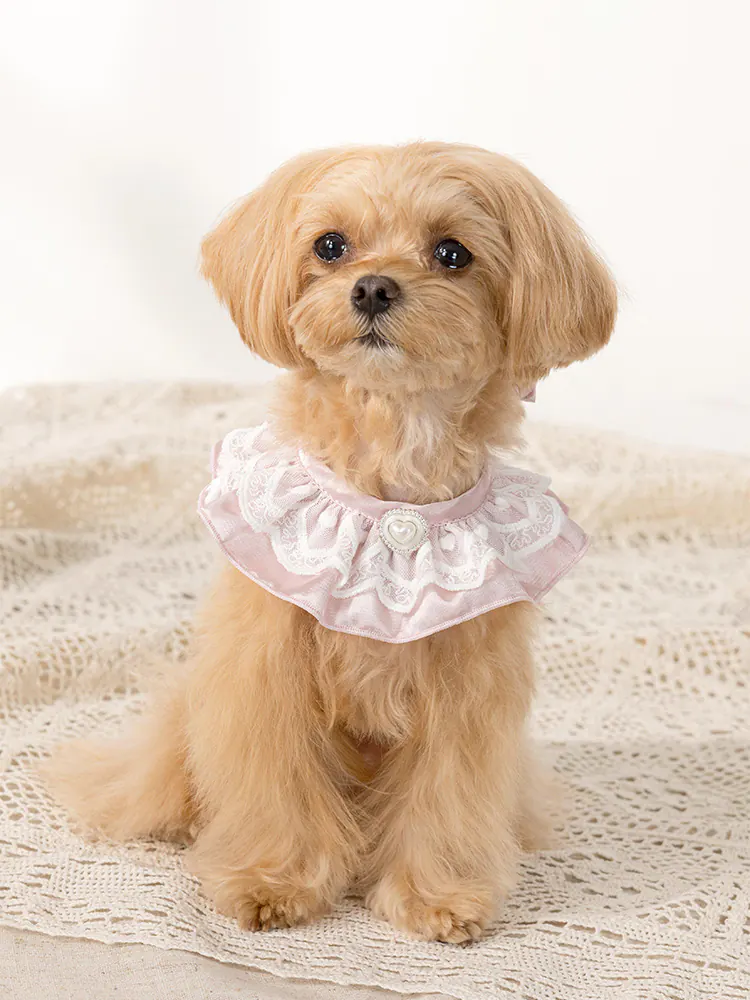 Pet Accessory · UT252029 product view 5