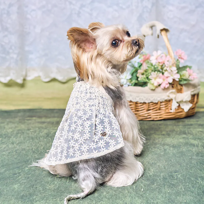 Floral Lace Pet Dress · UT261127 product view 5