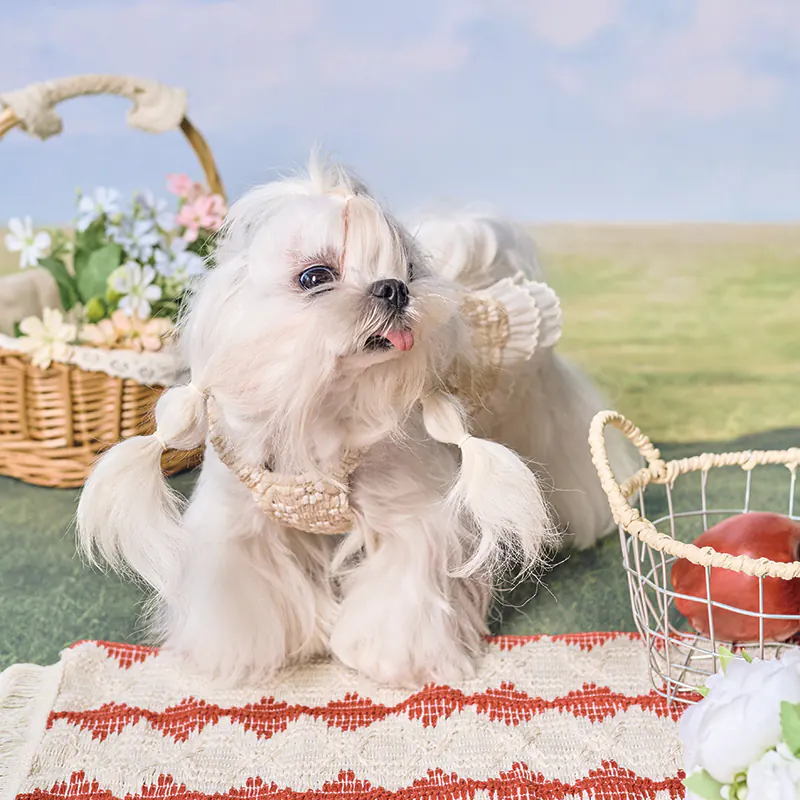 Pet Dress · UT261130 product view 3