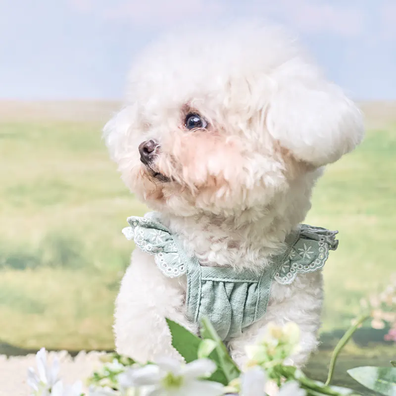 Embroidered Pet Apparel · UT261140 shown in a pet lifestyle setting 4