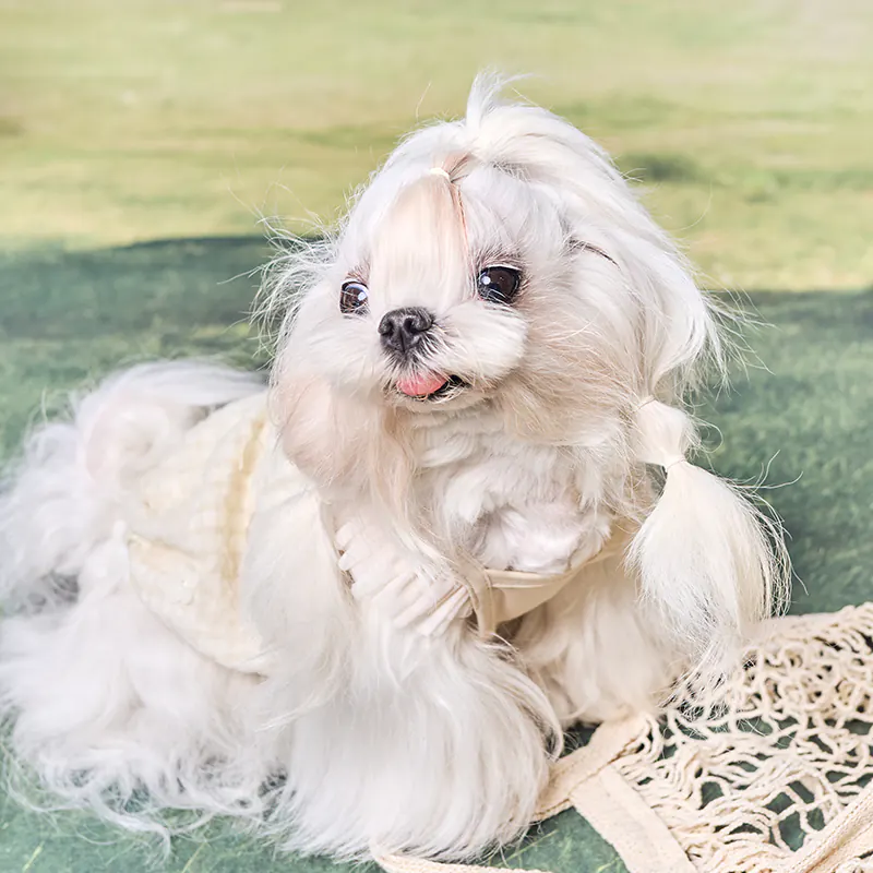 Floral Pet Ball Toy · UT261141 product view