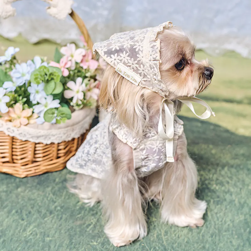 Lace Pet Accessory · UT262148 product view 3