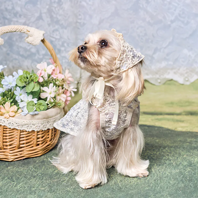 Lace Pet Accessory · UT262148 product view 4