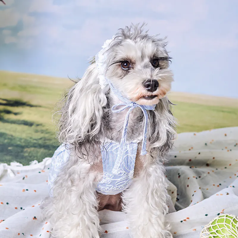 Floral Embroidered Pet Accessory · UT262149 product view 5