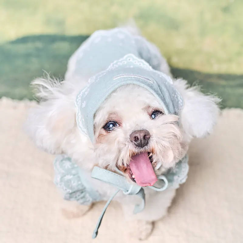 Embroidered Pet Accessory · UT262174 product view 4