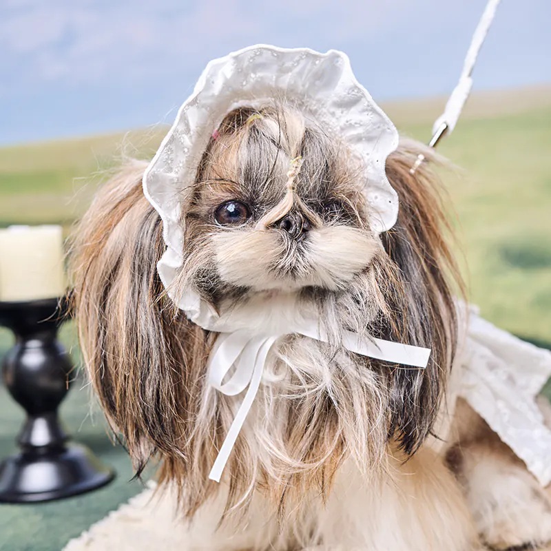 Pet Hat · UT269166 product view 4
